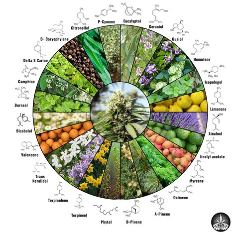 24 Common Terpenes And Their Effects