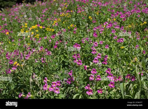 Wildflowers Growing In The Castle Crest Wildflower Garden In Crater