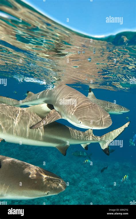 Grey Reef Shark Carcharhinus Amblyrhynchos And Blacktip Reef Shark