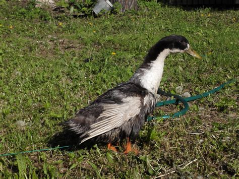 Плохо друг друга поняли с навигатором или мой первый штраф + живая утка ...