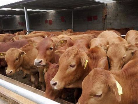 養殖肉牛的成本和利潤怎麼樣？ 每日頭條