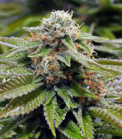 Alien Gorilla Glue Feminized Seeds The Seed Fair