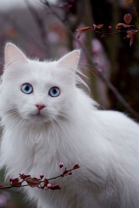 White Cat Breeds Blue Eyes - Pets Lovers