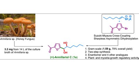 Gram Scale Stereoselective Synthesis And Biological Evaluation Of