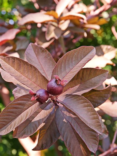 Malaysian Red Guava Tree Psidium Guajava Kens Nursery