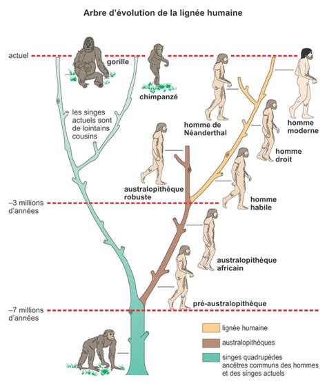 Arbre D Volution De La Lign E Humaine Ressources Pour Les