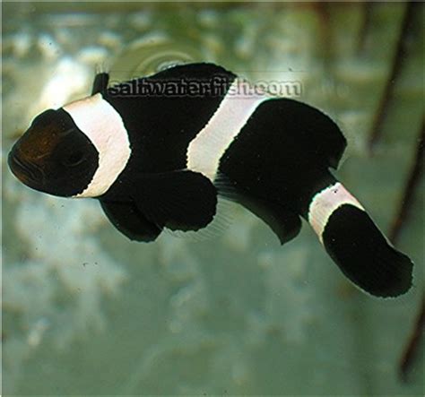 ORA Black & White Clownfish - Aquacultured