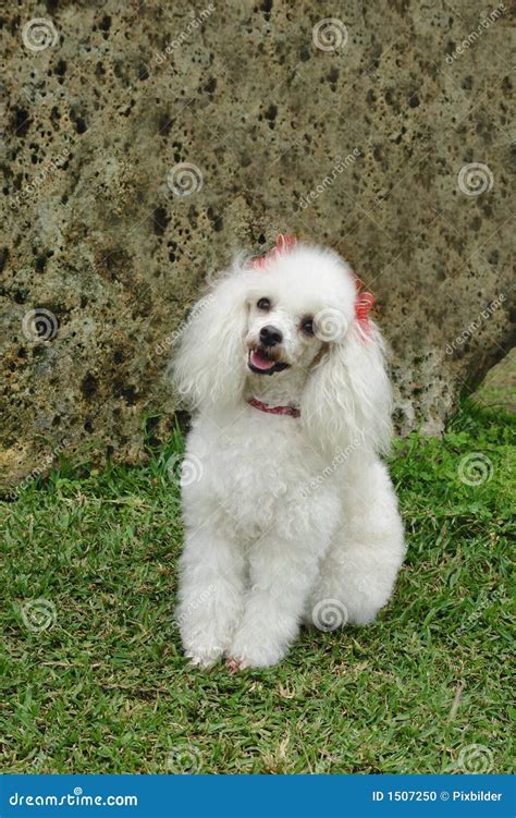 French Poodle Attentive Stock Photo - Image: 1507250