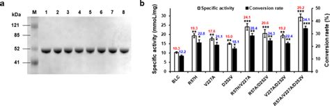 Purification And Enzymatic Activity Of The Wild Type And Mutant Blc