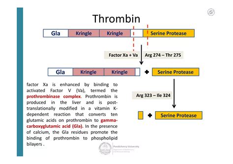 Proteolytic Activation PPT