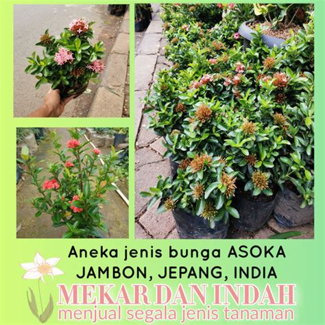 Jual Tanaman Hias Bunga Asoka Jambon Asoka India JEPANG MERAH