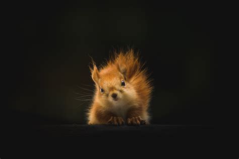 cute animal like squirrel 5