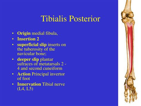 Tibialis Posterior Origin And Insertion