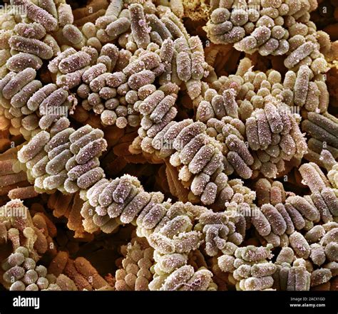 E Coli Bacteria Coloured Scanning Electron Micrograph Sem Of Escherichia Coli Bacteria E