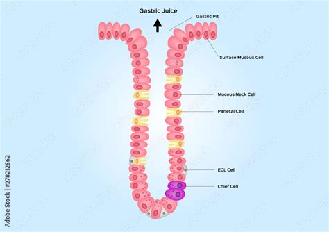 Gastric Pits And Gland Vector Anatomy Organ Stock Vector Adobe Stock