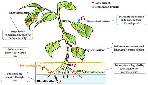 Sustainability Free Full Text Vetiver Grass Chrysopogon Zizanoides