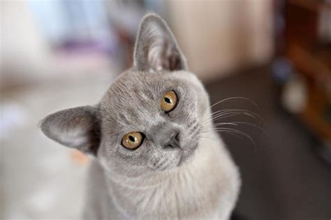 Striking Blue Burmese Cat Characteristics Coloring And History