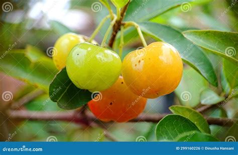 A Bunch Of Half Ripe Red Cherries Stock Photo Image Of Evergreen