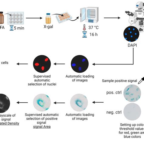 Schematic Representation Of Sa Gal Positive Signal Analysis In Cells