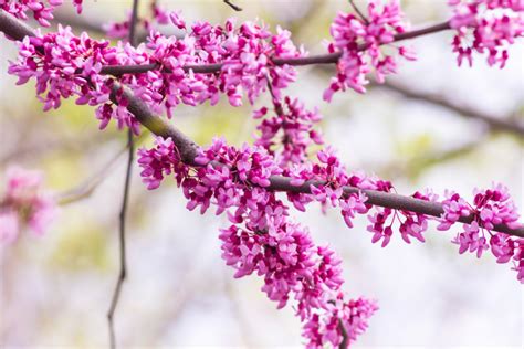 Eastern Redbud Tree In Fall