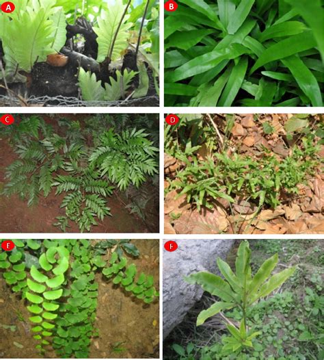 Pteridophytes Plants