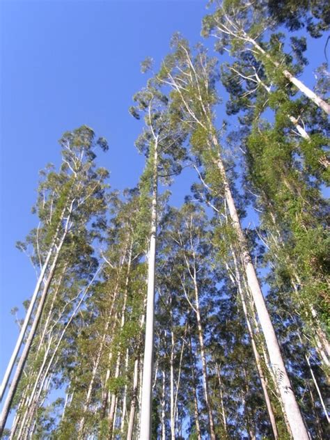 Tudo Sobre A Madeira Eucalipto Madeireira Cedro