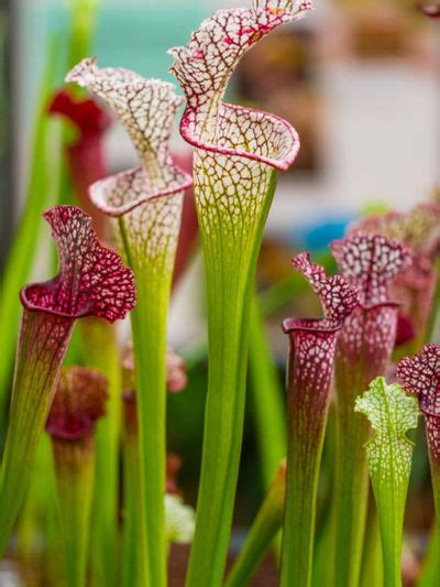 Pitcher Plant Flower