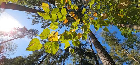 "Природа, мир, тайник вселенной..."- Борис Пастернак, Переделкино ...