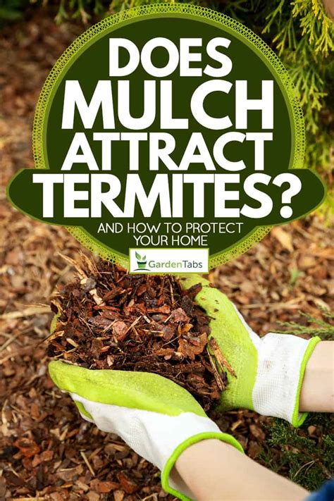 Does Mulch Attract Termites And How To Protect Your Home