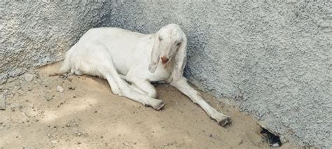 Sojat Male Goat Kg At Rs Kg In Ajmer Id