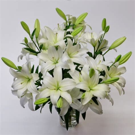 White Asiatic Lilies:Asiatic Lilies:Tulips.com