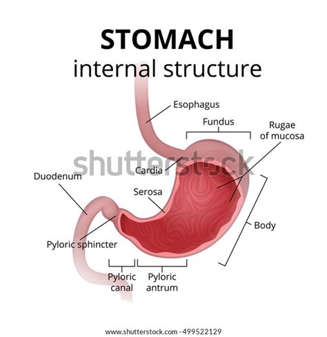 Gastric Rugae Stock Photos and Pictures - 108 Images | Shutterstock