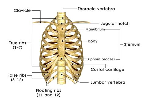 Diagram Of Human Ribs Numbered