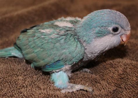 Blue Quaker Parrot Baby Atelier Yuwaciaojp