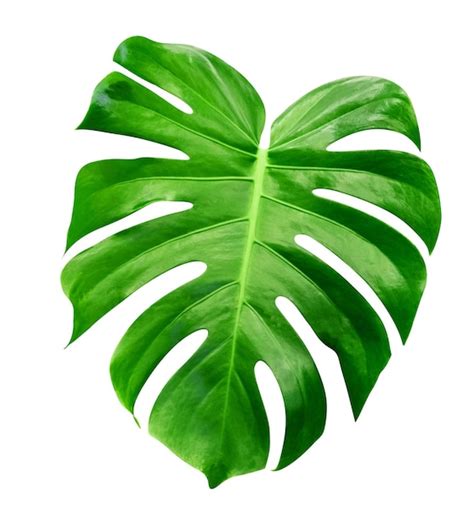 Hojas Verdes Con Patr N Monstera De Hojas Aisladas Sobre Fondo Blanco