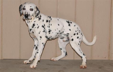 Shirley Female Akc Dalmatian Full Price 65000 Deposit Dalmatian