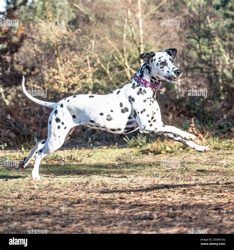 Year Old Female Dalmatian