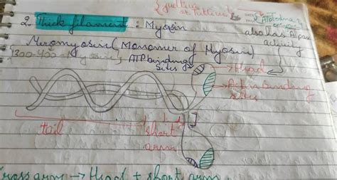 2. Thick filament: Myasin Merony osin (Monomer of Hyosin) 1300-400-1 Asic..