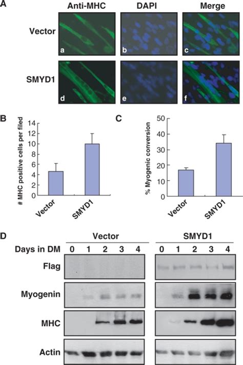 Smyd1 Promotes Myogenesis In C2c12 Cell A C2c12 Cells Stably