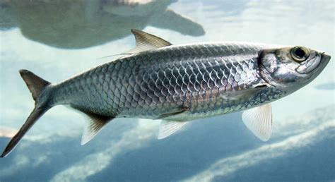 hering alles ueber den beliebten speisefisch simfischde