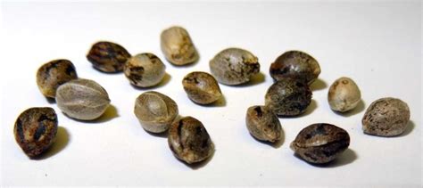 How To Identify A Female Seed | The Seed Fair Blog