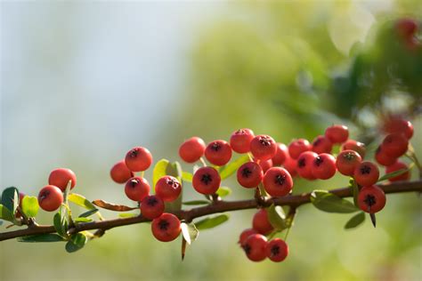 Garten Navi Mittelmeer Feuerdorn Pyracantha Coccinea Darts Red