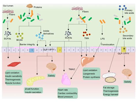 Typical Gut Microbiota Metabolites In Modulation Of Host Metabolism