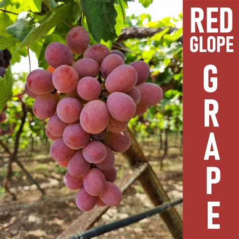 Organic Red Globe Grapes | Premium Quality | EcoFarm Naturals