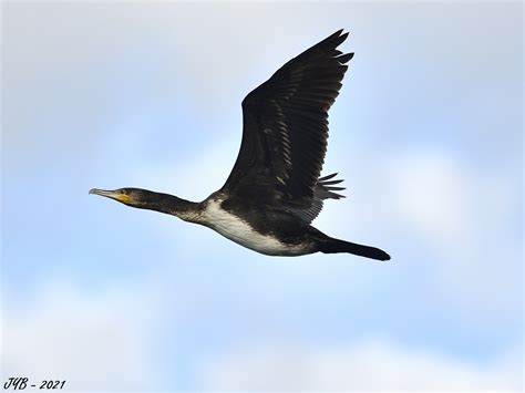 UN GRAND CORMORAN JUVÉNILE GREAT CORMORANT