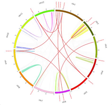 Schematic Representations For The Chromosomal Distribution And