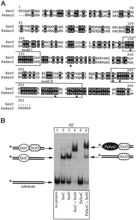 Sequential Strand Exchange By Xerc And Xerd During Site Specific