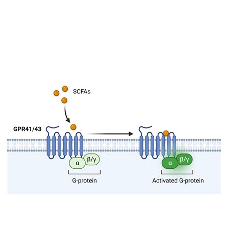 G-Protein-Coupled Receptors in Cells | BioRender Science Templates