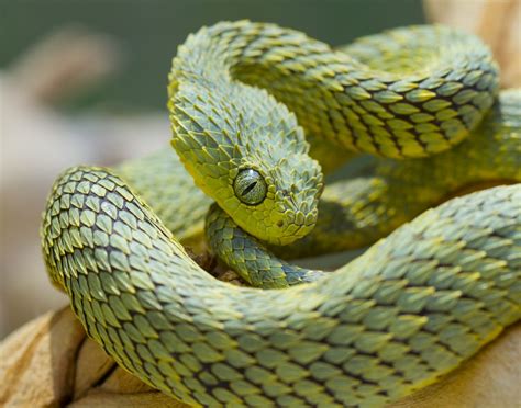 Snake Profile: African Bush Viper (8 Amazing Photos) - Snake Profile