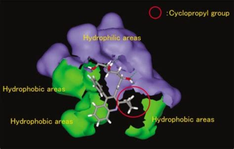 Pitavastatin In The Complex With Active Site Of Human Hmg Coa